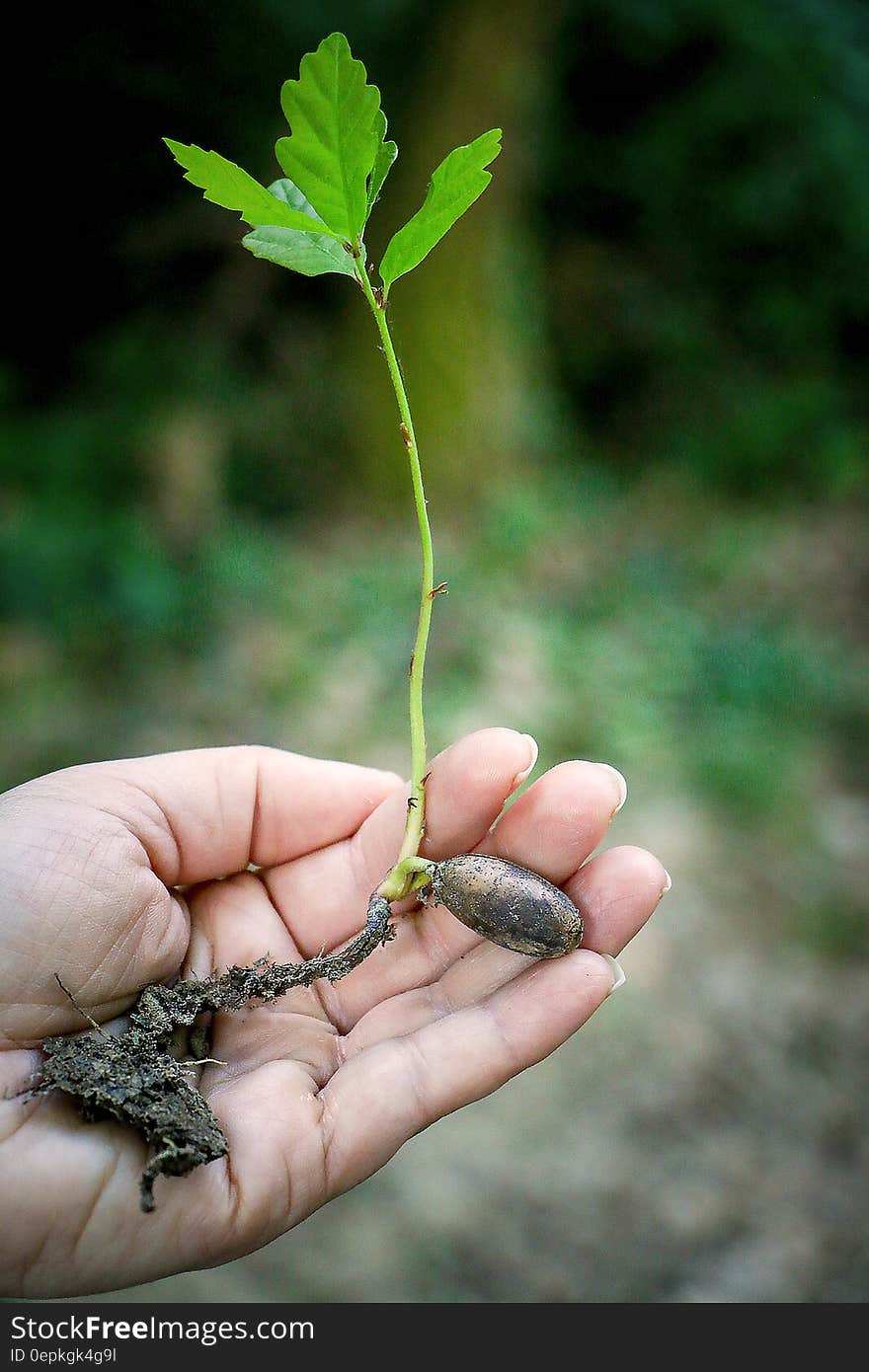 Person Holding Green Plant