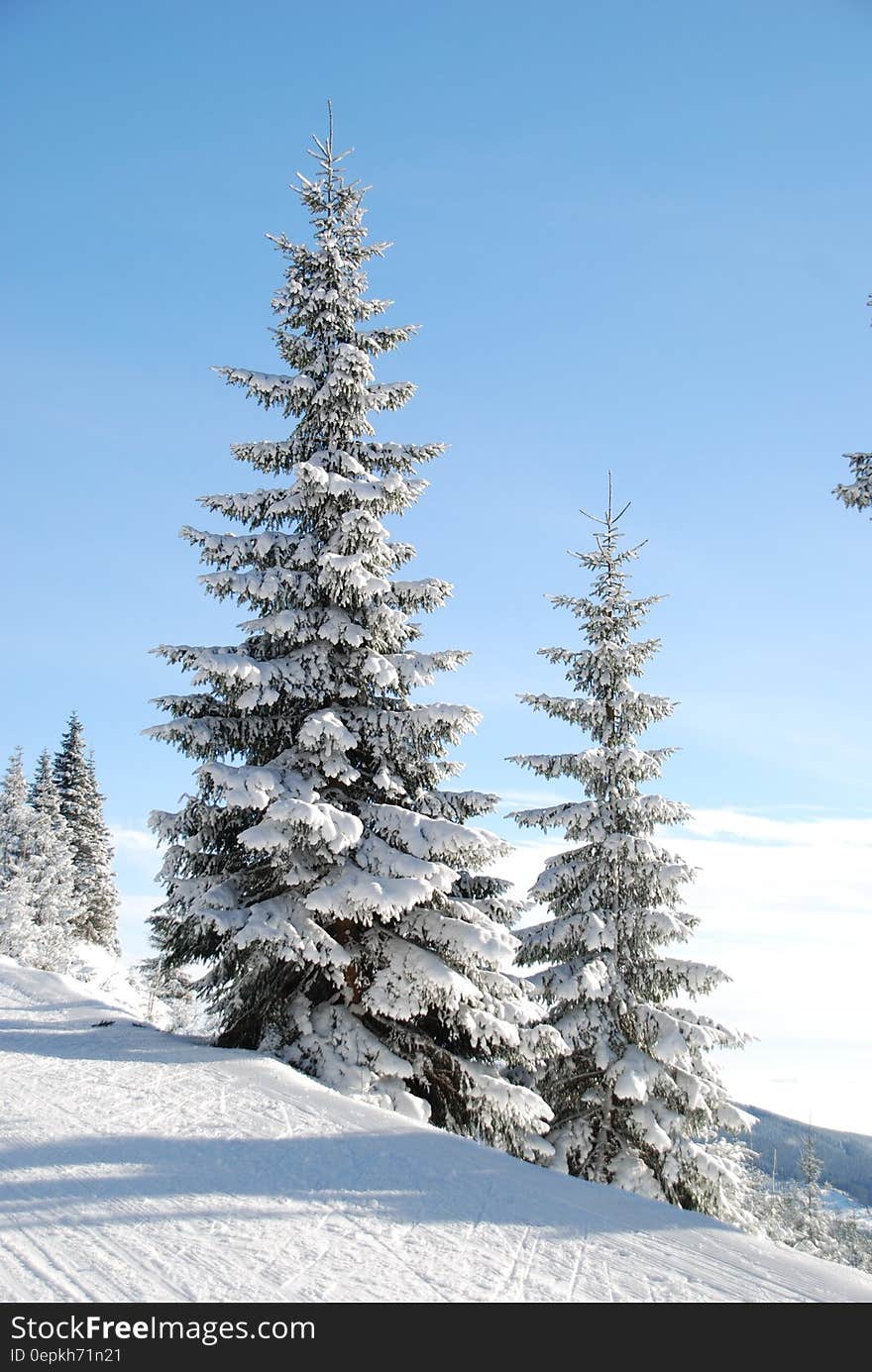 Snow Cap Pine Tree