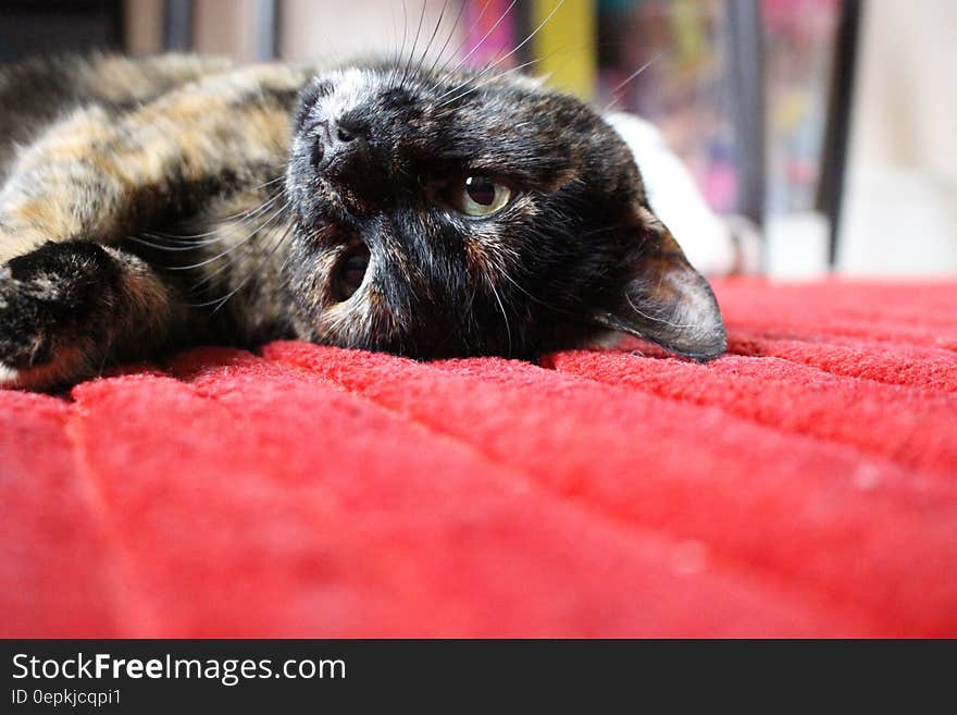 Brown and Black Medium Coat Cat Lying on Red Textile