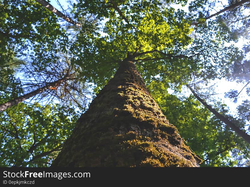 Low Angle Photo of Green Tree during Daytime