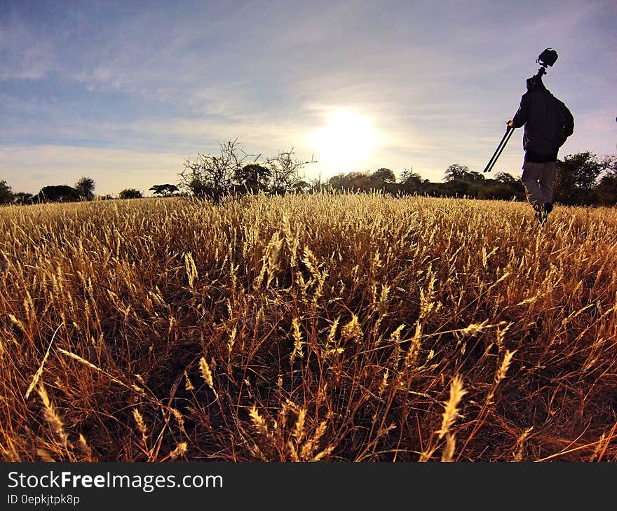 Man in Black Long Sleeve Shirt Holding Camera Tripod Walking on Wheat Fields at Daytime