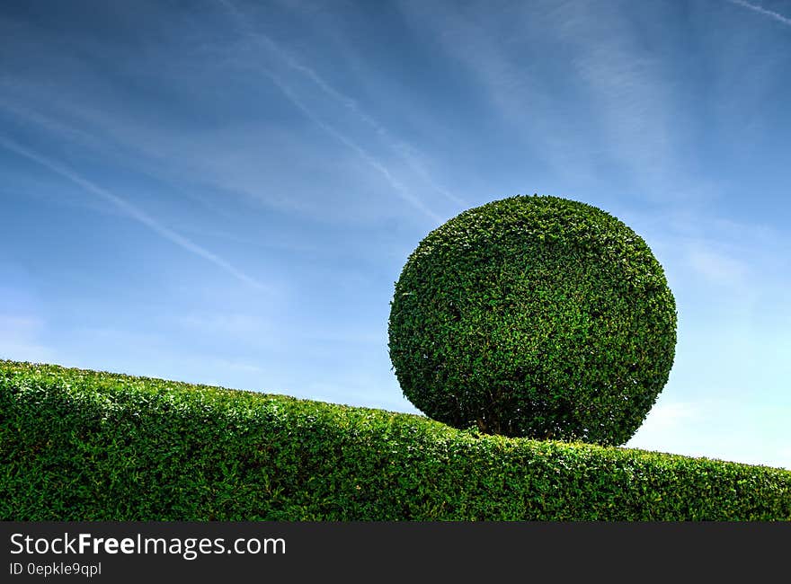 A close up of a hedge with a round topiary.