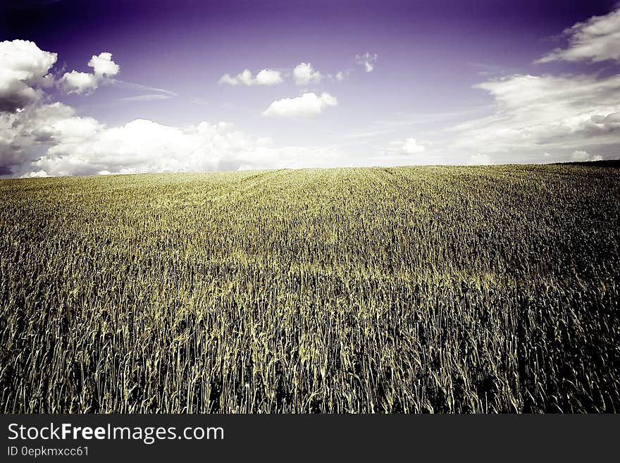 Brown Grass Field Under White Cloudy Blue Sky