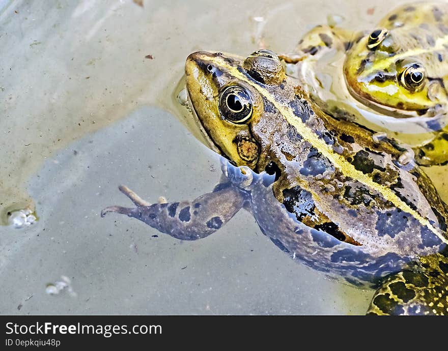 Close up of yellow and brown frogs immersed in water. Close up of yellow and brown frogs immersed in water.