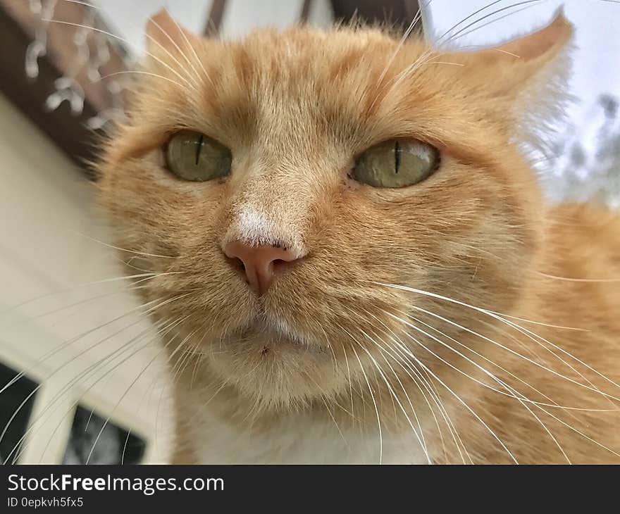 Close up of face on orange domestic tabby cat standing outdoors. Close up of face on orange domestic tabby cat standing outdoors.