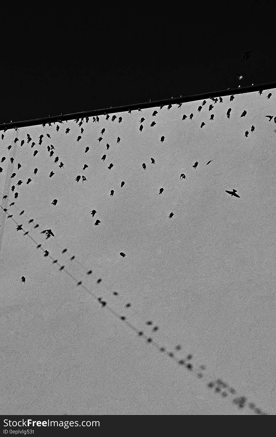 Black and white grainy silhouette of birds perched on wire and flying in skies. Black and white grainy silhouette of birds perched on wire and flying in skies.