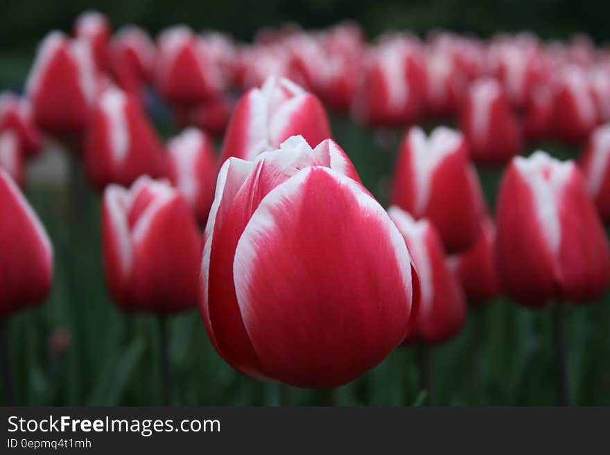 Red Tulips