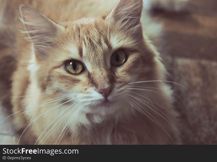 Portrait of domestic long haired cat indoors in sunlight.