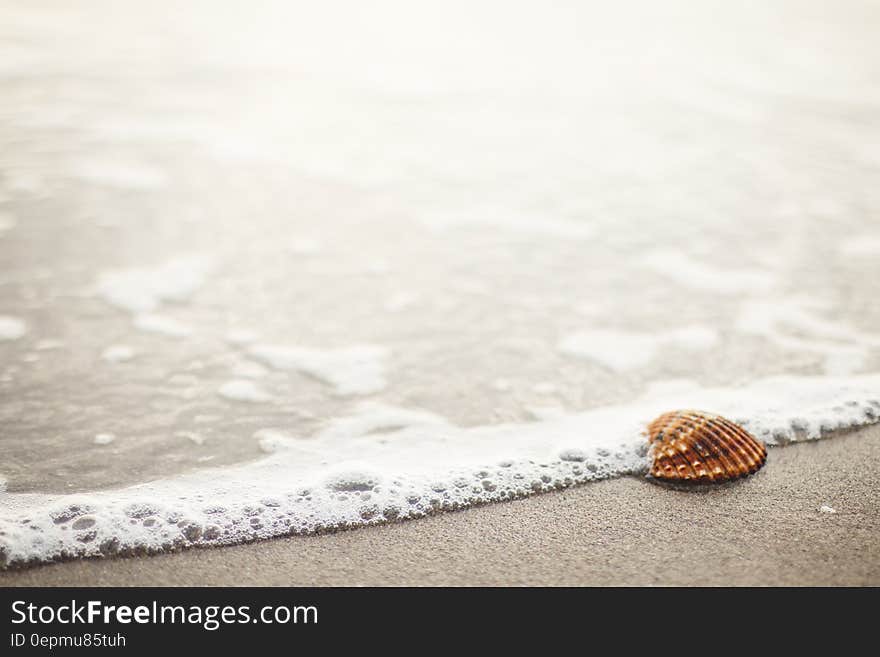 Waves washing up to seashell on sandy beach. Waves washing up to seashell on sandy beach.