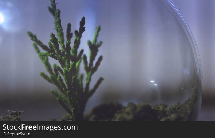 Close up of plant inside glass terrarium. Close up of plant inside glass terrarium.