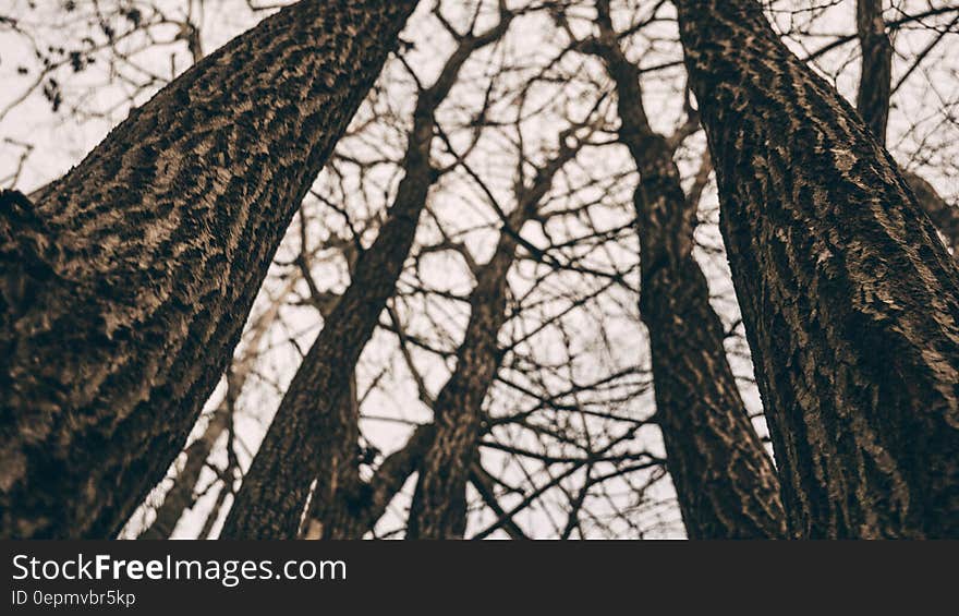 Tree trunks and bare branches against overcast skies. Tree trunks and bare branches against overcast skies.