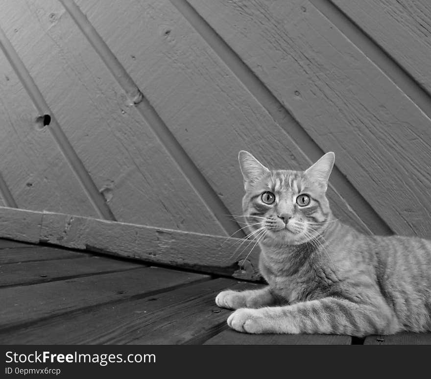 Close up portrait of domestic short haired cat outdoor on wooden walk in black and white. Close up portrait of domestic short haired cat outdoor on wooden walk in black and white.