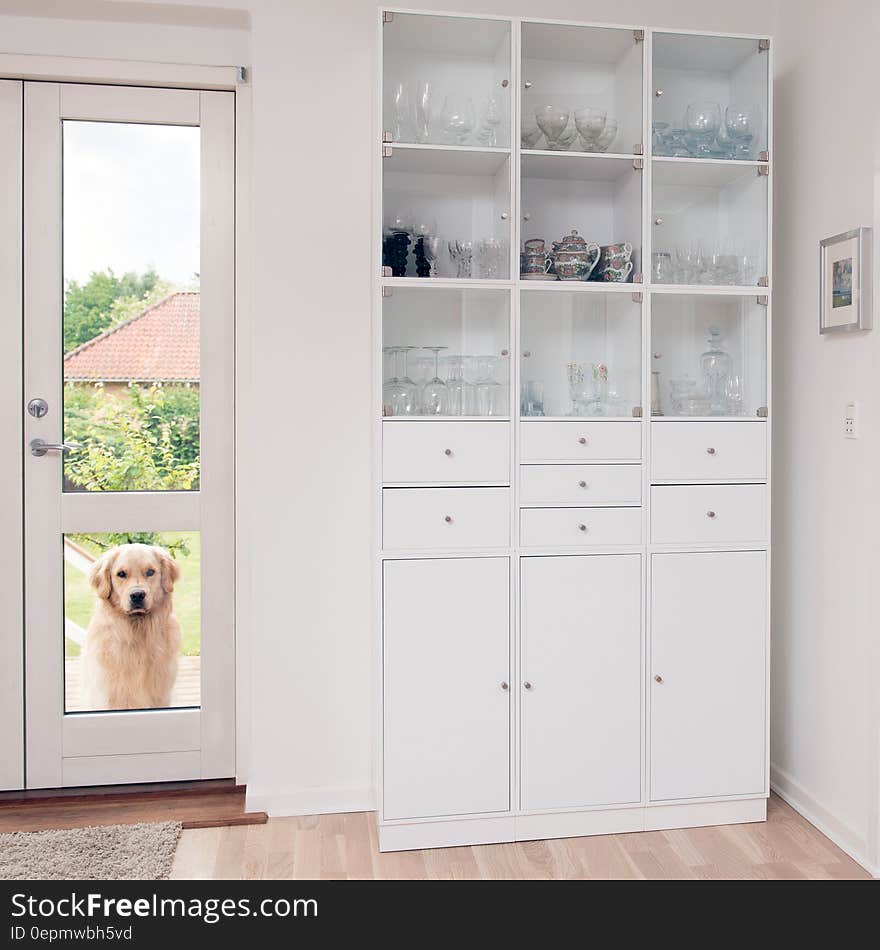 Portrait of a dog waiting outside door of home on sunny day.