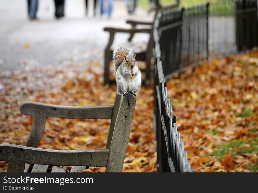 Gray Squirrel or Chipmunk perched on top of park bench with orange and yellow Autumn leaves on the ground and mist blowing around. Gray Squirrel or Chipmunk perched on top of park bench with orange and yellow Autumn leaves on the ground and mist blowing around.