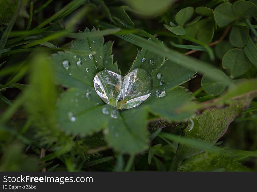 Green Leaf Plant