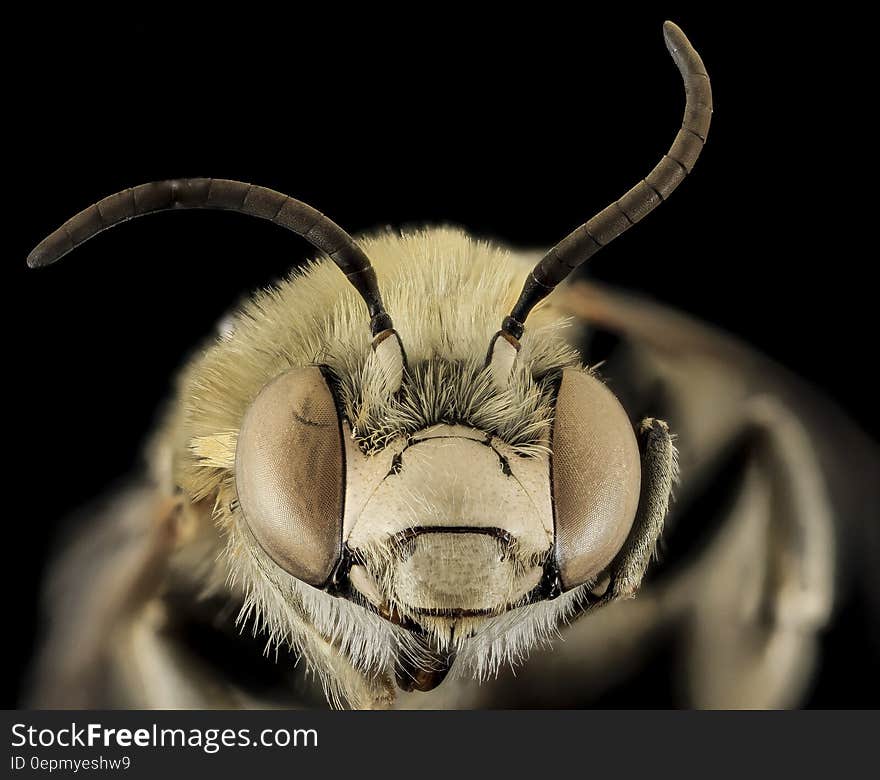 A closeup of a bee head isolated on black.