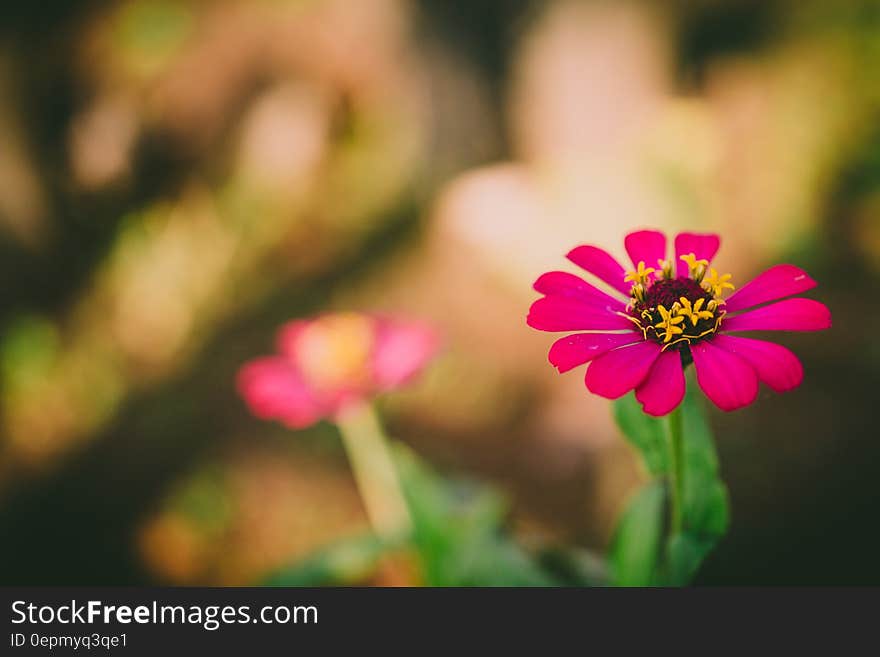 Selective Focus Photography of Pink Petaled Flower during Daytime