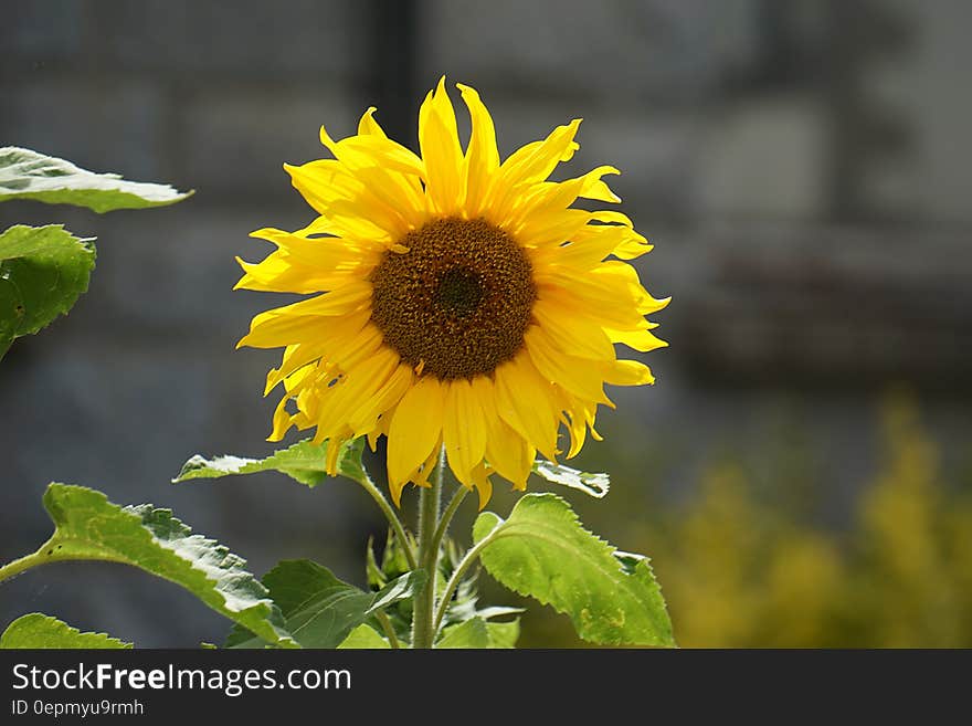 Yellow Sunflower