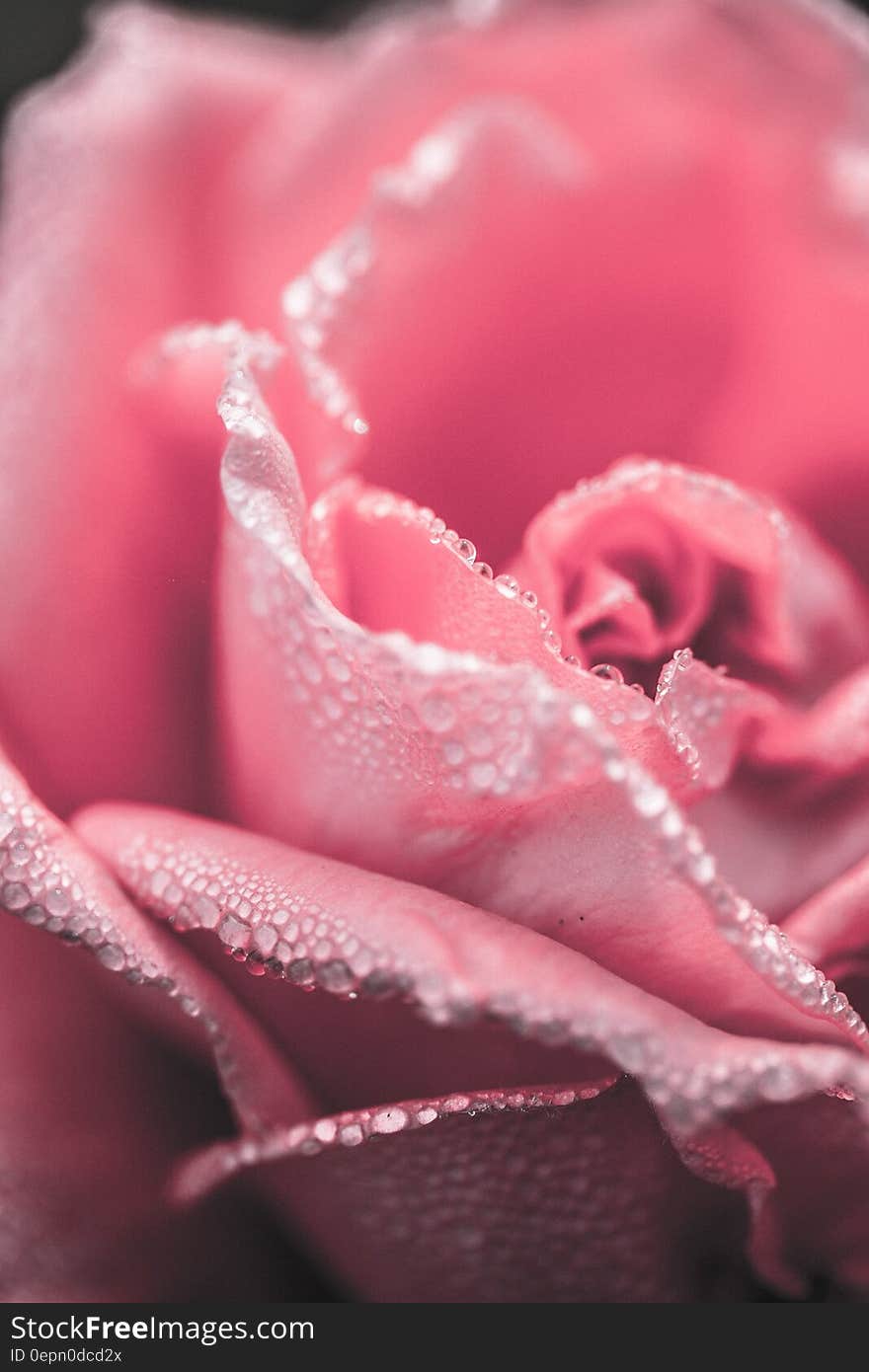 Macro close up of dew drops on pink rose bud. Macro close up of dew drops on pink rose bud.