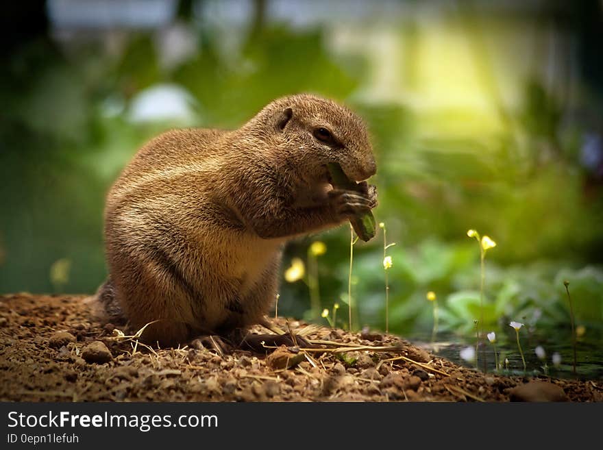 Brown Squirrel Eating Green Plant