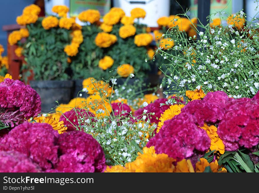 Pots of colorful flowers in store. Pots of colorful flowers in store.