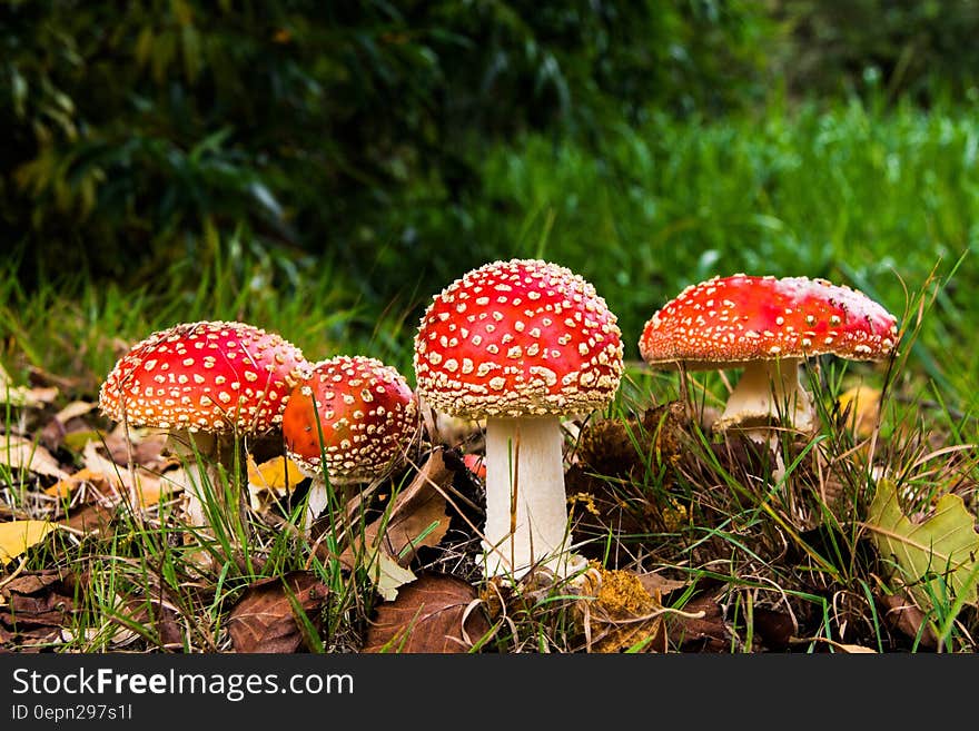 Agaric mushrooms in green grassy field. Agaric mushrooms in green grassy field.