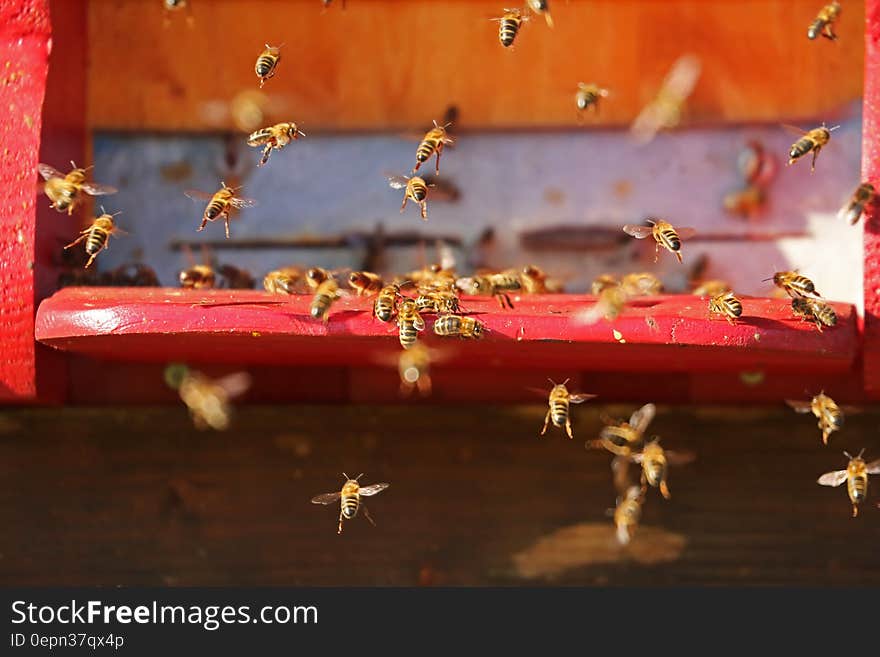 A swarm of bees on and around a red wooden shelf.