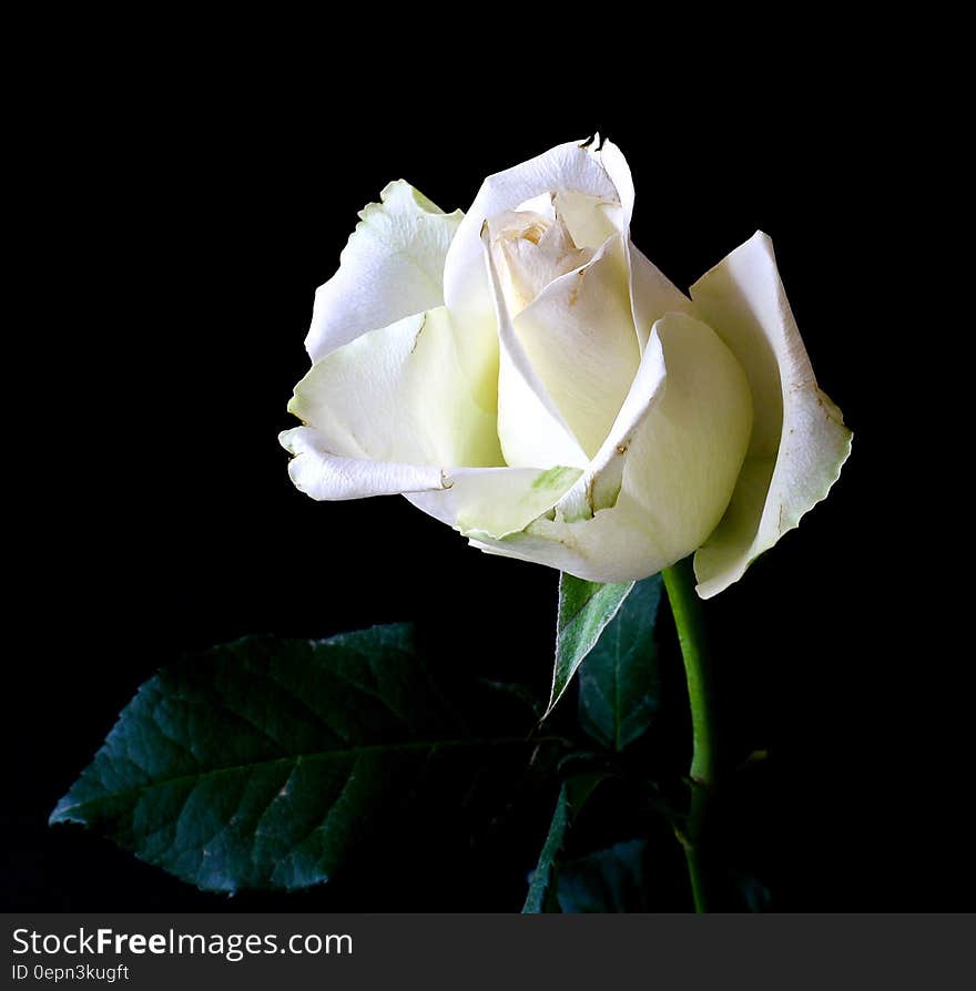 A close up of a white rose bud on a black background.