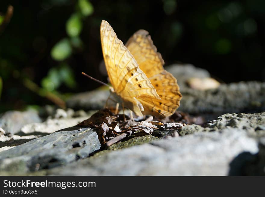 Profile of yellow butterfly on sunny rock. Profile of yellow butterfly on sunny rock.