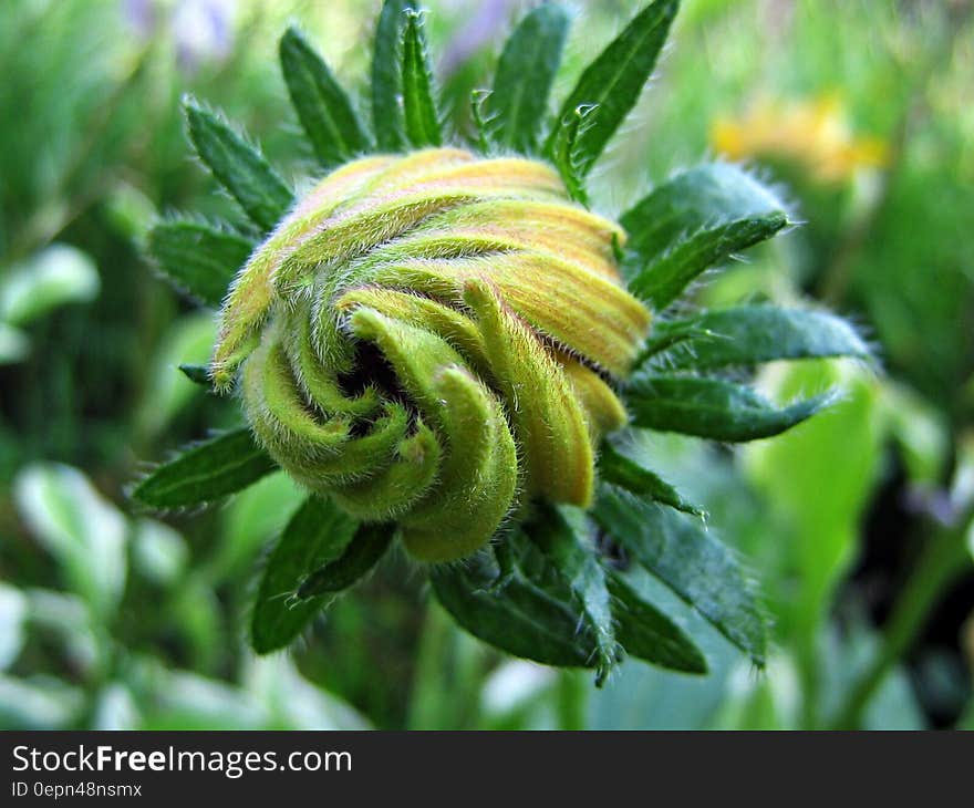 Close up of flower bud on stalk in green garden. Close up of flower bud on stalk in green garden.