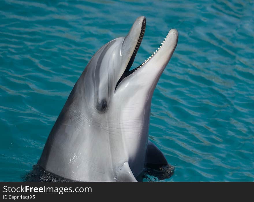 Profile portrait of dolphin in outdoor tank on sunny day. Profile portrait of dolphin in outdoor tank on sunny day.