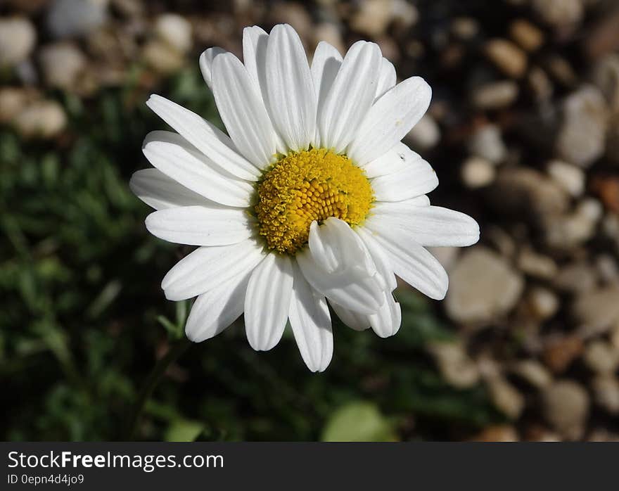 Close up of blooming white daisy flower in sunny garden.