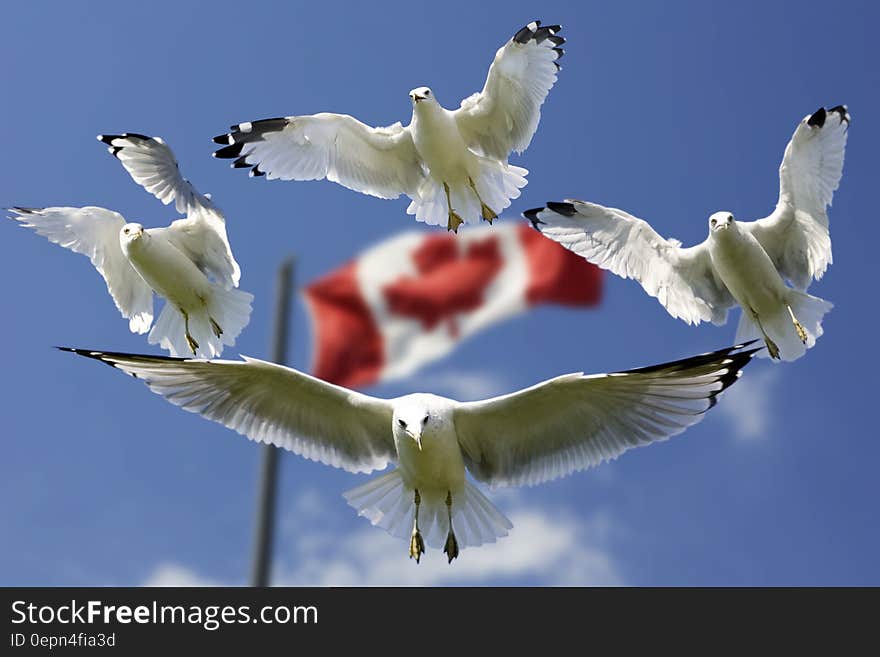 4 Birds Flying in Mid Air With Flag of Canada Behind during Daytime