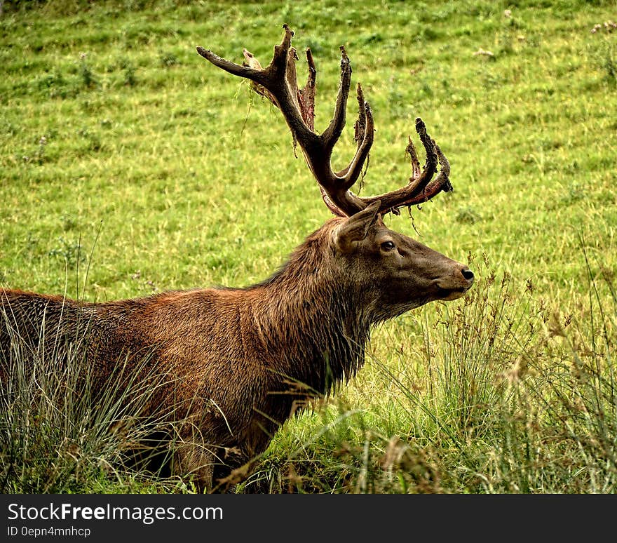 Male deer with antler rack standing in green field on sunny day. Male deer with antler rack standing in green field on sunny day.