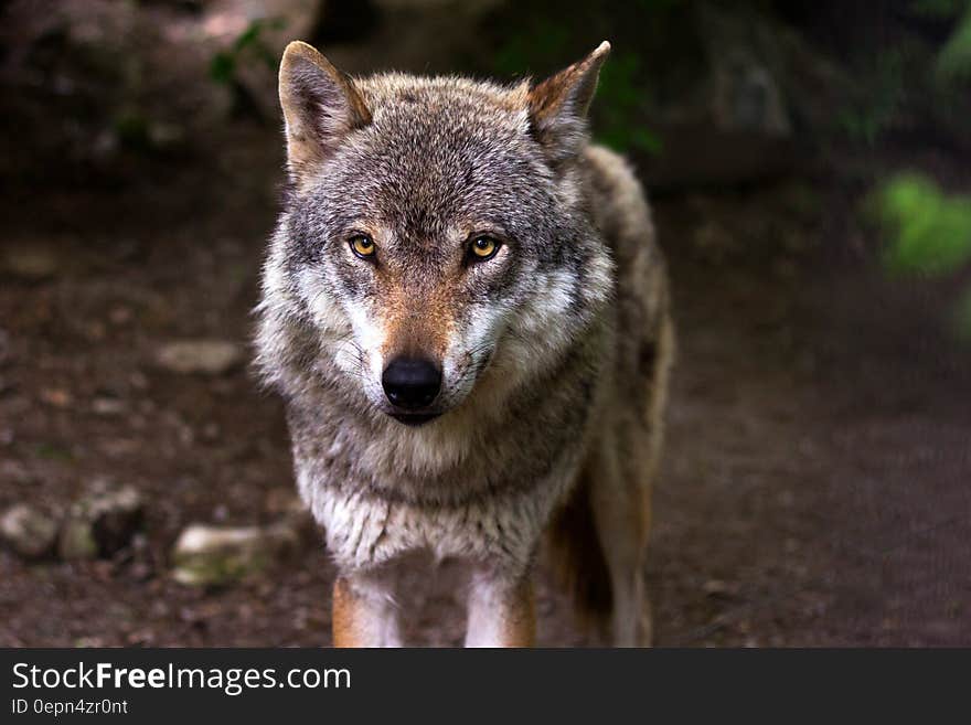 Portrait of grey wolf standing outdoors. Portrait of grey wolf standing outdoors.