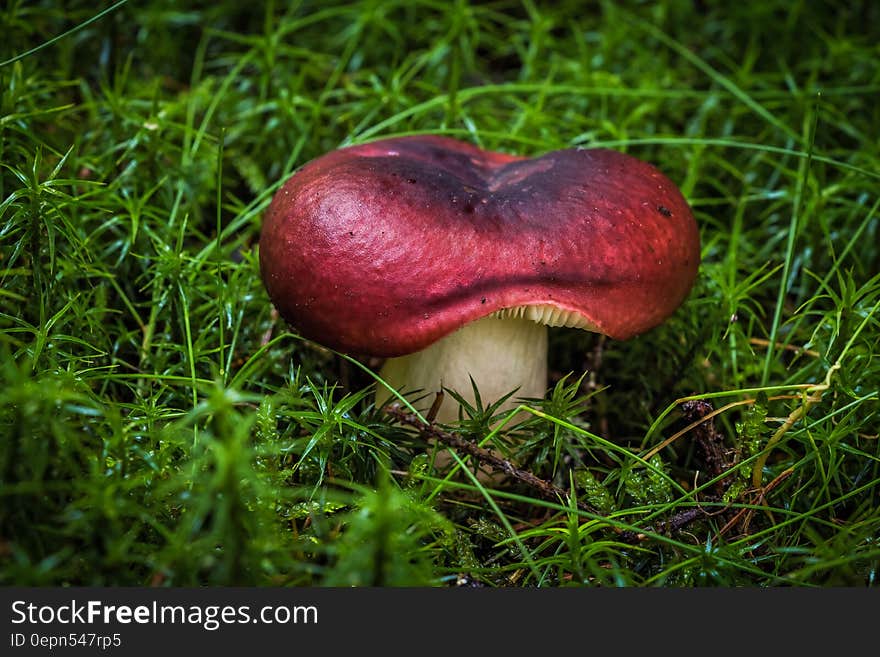 Close up of red mushroom growing in green grass.