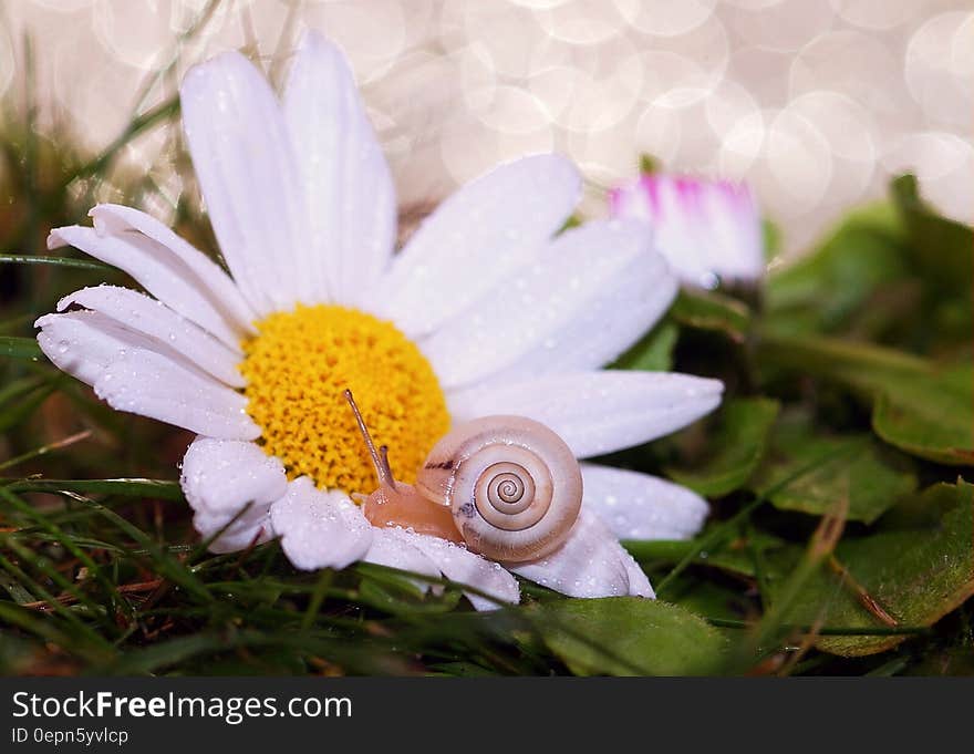 Small snail on a blooming daisy flowers covered with dew. Small snail on a blooming daisy flowers covered with dew.