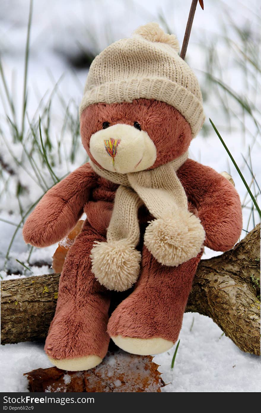 Beige and Brown Bear Plush Toy on Brown Branch during Day Time