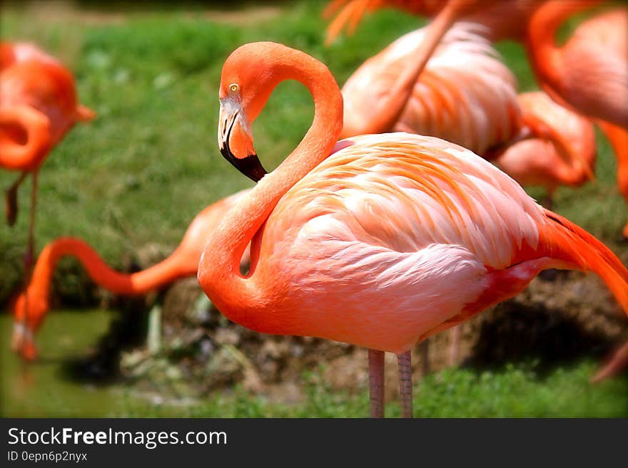 Orange Flamingo