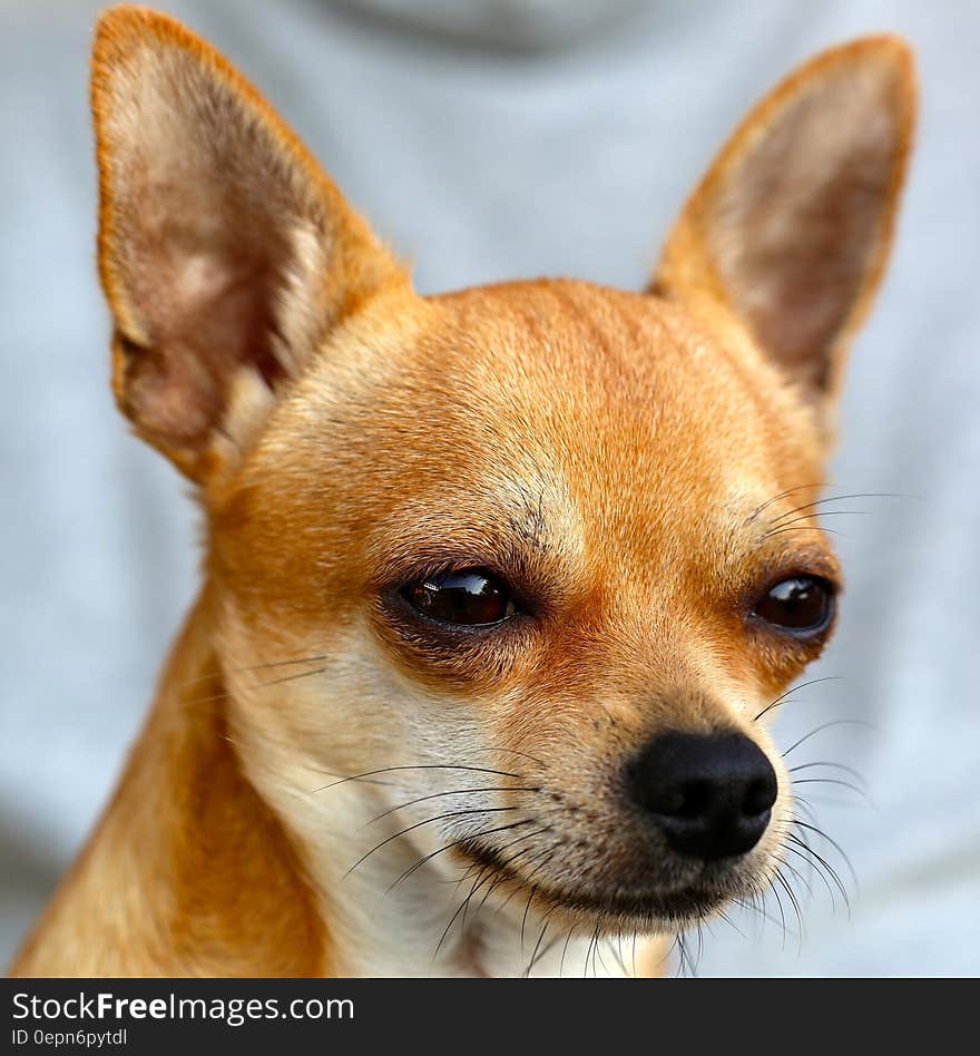 Brown Chihuahua