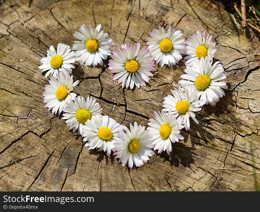 Daisy flowers arranged in shape of love heart on tree stump. Daisy flowers arranged in shape of love heart on tree stump.