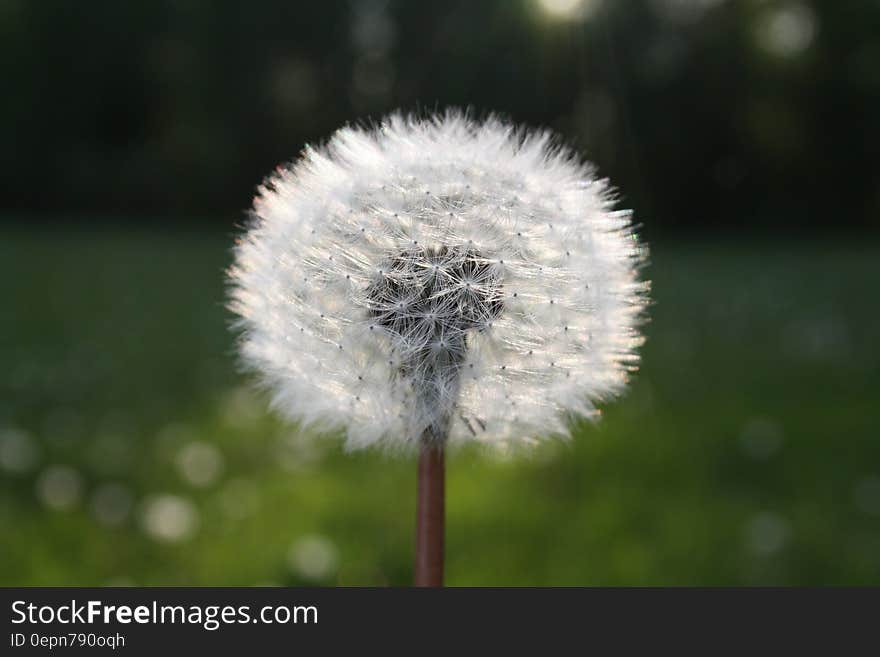 White Dandelion Flower in Close Up Photograph