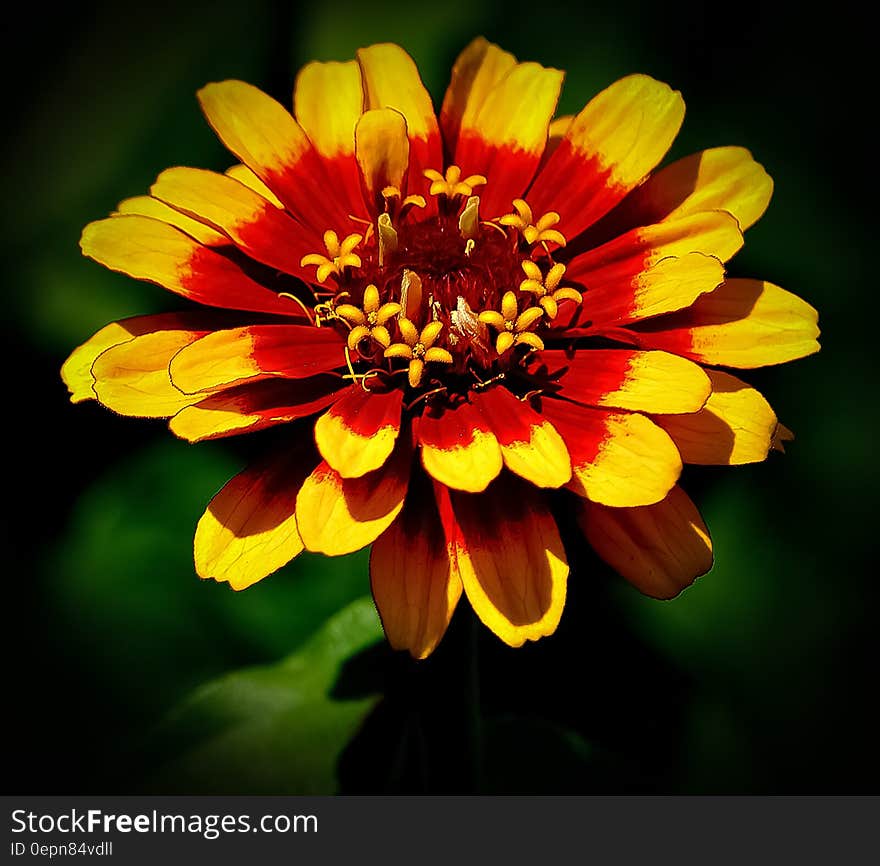 A close up of a red and yellow zinnia flower.