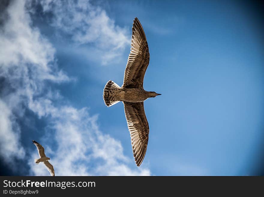 Two seagulls flying in the sky. Two seagulls flying in the sky.