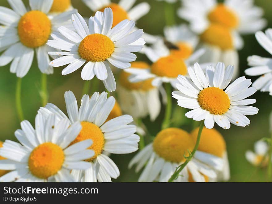 A close up of white yellow spring flowers in a field.