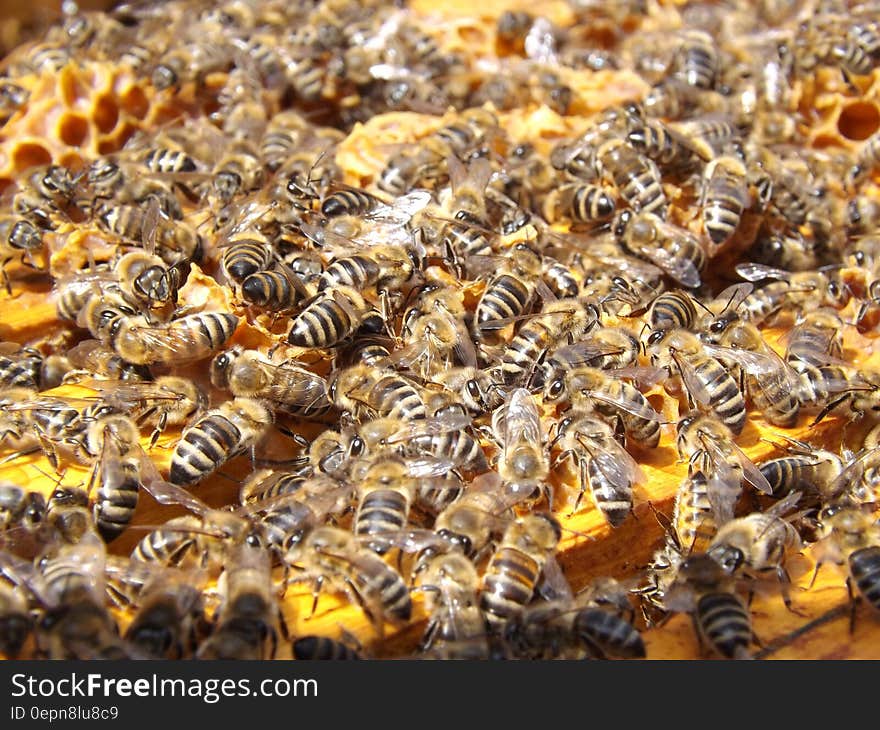 A close up shot of a beehive full of bees.