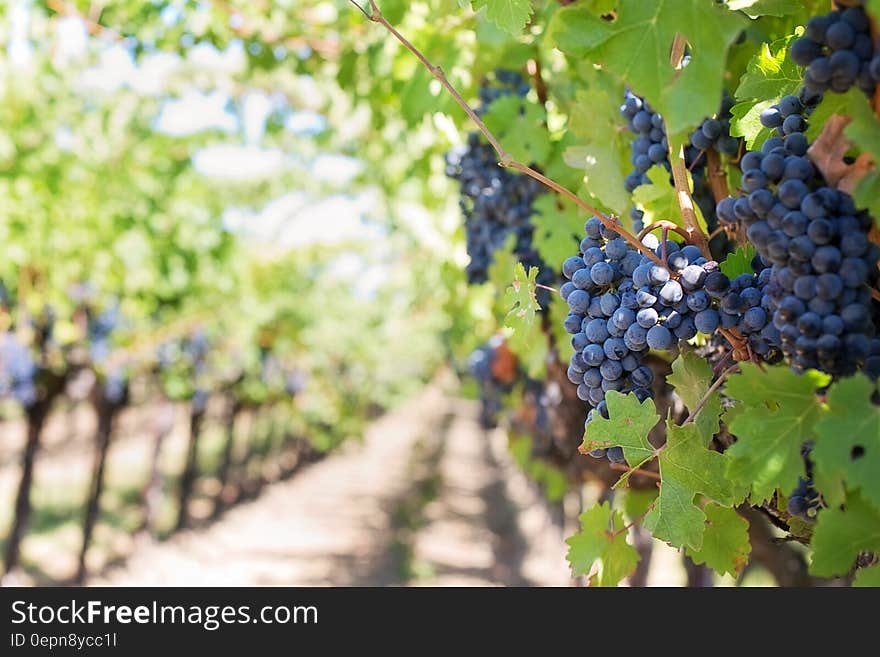 Grapes on Vineyard during Daytime