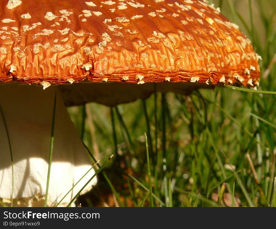 Orange and White Mushroom on Grass