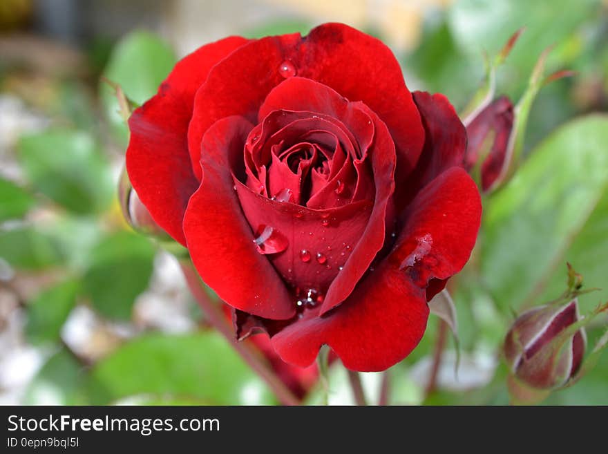 A close up of a red blooming rose. A close up of a red blooming rose.