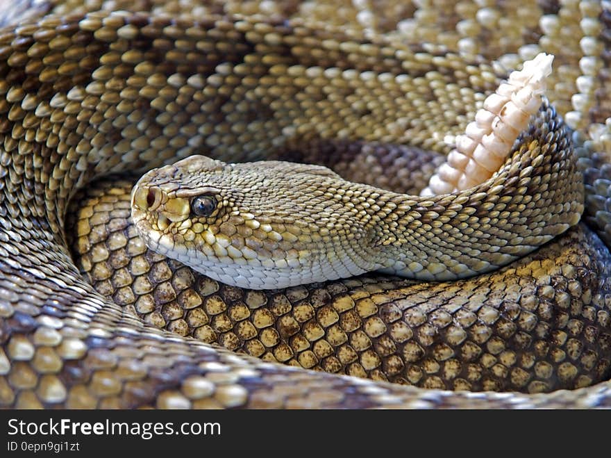 Diamond Back Rattle Snake